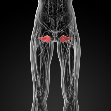 obturator externus tıbbi çizimi