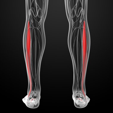 peroneus longus tıbbi çizimi