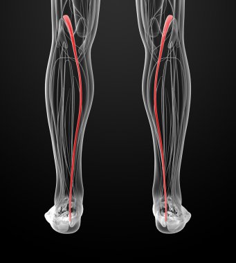 tıbbi plantaris gösterimi