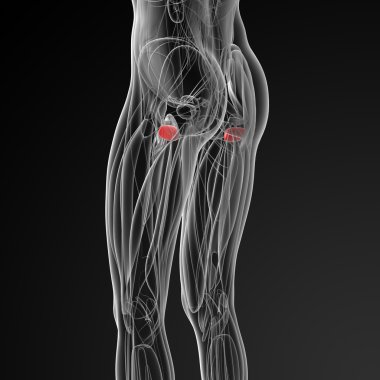 Orasına kemiği tıbbi çizimi