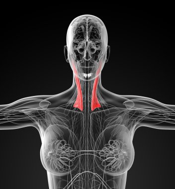 tıbbi sternocleidomastoideus gösterimi