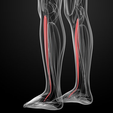 tibialis anterior tıbbi çizimi