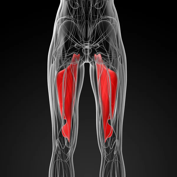 Medical  illustration of the abductor magnus — Stock fotografie