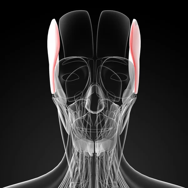 Medische illustratie van de auricularis — Stockfoto