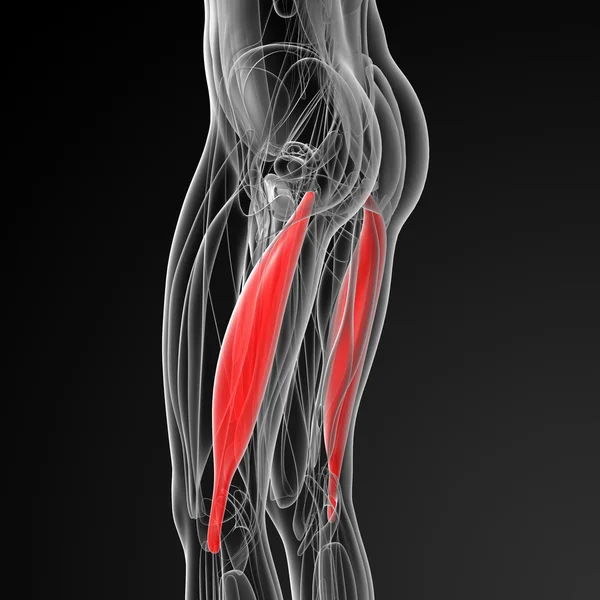 Ilustração médica do bíceps femoral longo — Fotografia de Stock