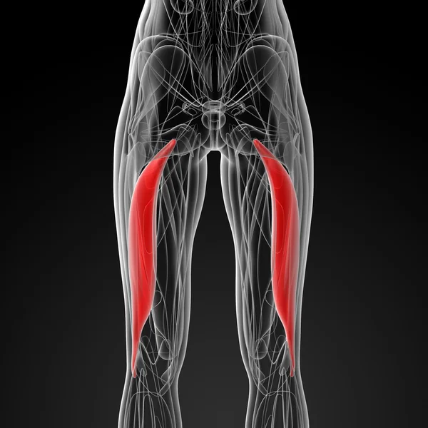 Medical  illustration of the biceps femoris longus — Stock Photo, Image