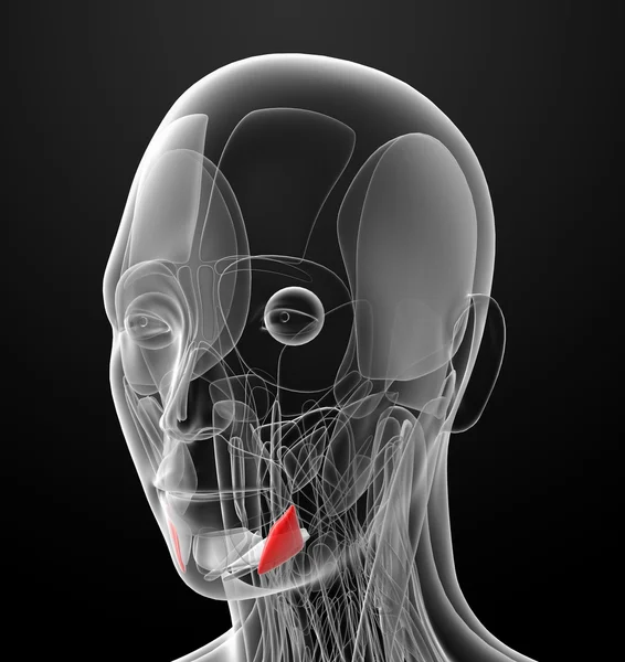 Illustration médicale du dépresseur anguli oris — Photo