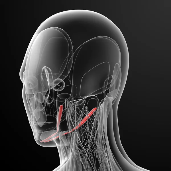 Digastric tıbbi çizimi — Stok fotoğraf