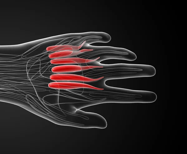 Illustrazione medica dei muscoli dorsali interossei — Foto Stock