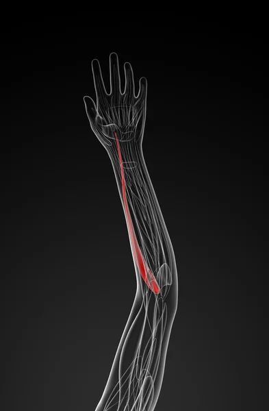 Medizinische Illustration des Streckers carpi radialis longus — Stockfoto