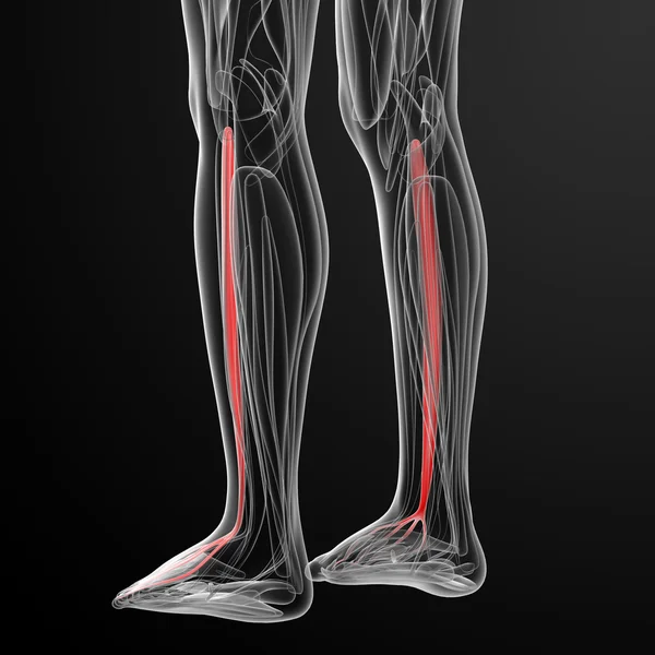 Ilustração médica do extensor digitorum longus — Fotografia de Stock