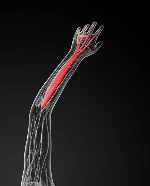 Medical  illustration of the extensor digitorum — Stock Photo, Image