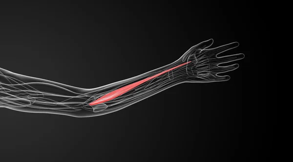 屈筋カルピ橈側手根の医療イラスト — ストック写真