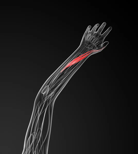 拇长伸肌的医学插图 — 图库照片