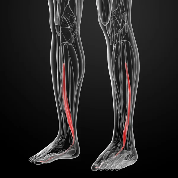 Medicinsk illustration av flexor hallucis longus — Stockfoto