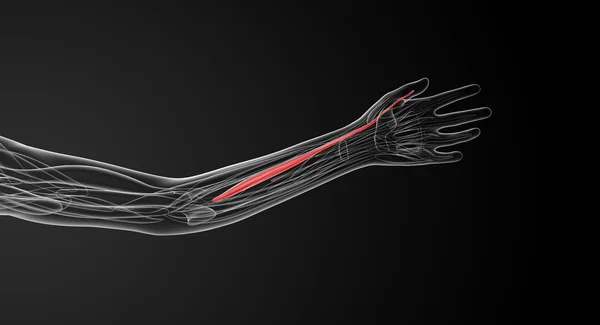 Illustrazione medica del flexor pollicis longus — Foto Stock