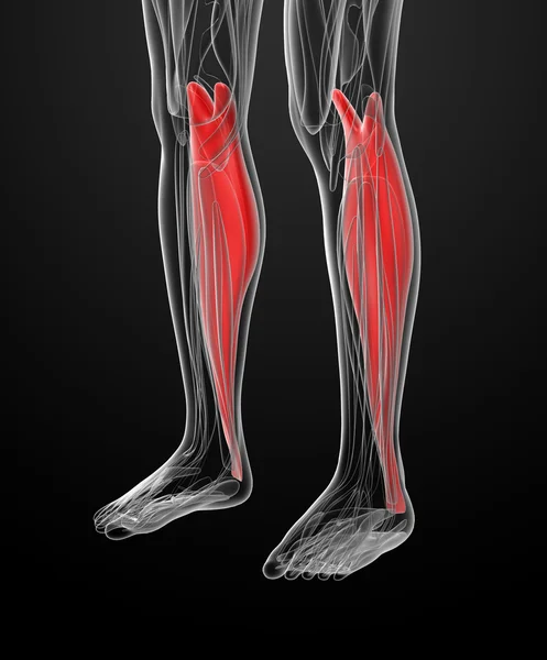 Medical  illustration of the gastrocnemius — Stock Photo, Image