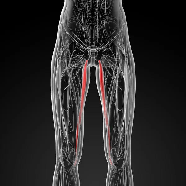 股薄肌的医学插图 — 图库照片