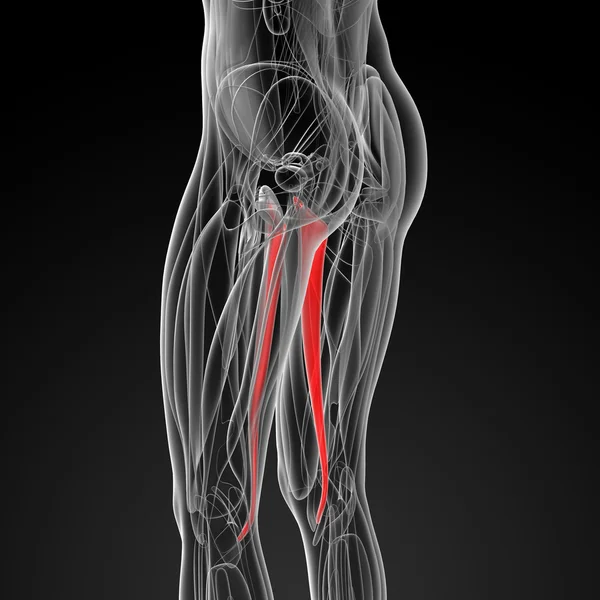 Medicinsk illustration av gracilis — Stockfoto