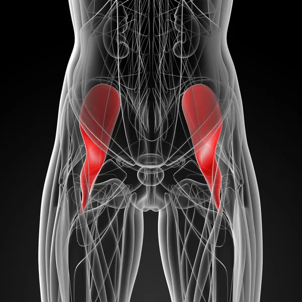 Medicínské ilustrace iliacus — Stock fotografie