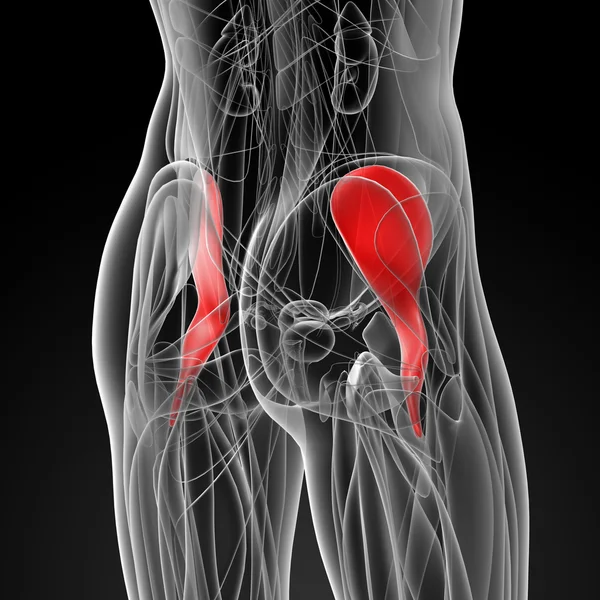 Medicinsk illustration av iliacus — Stockfoto