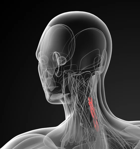 Ilustración médica del músculo interespinal cervical — Foto de Stock