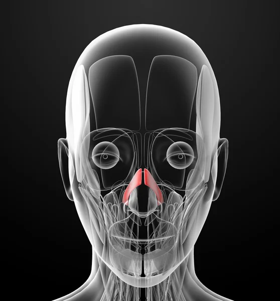 Medizinische Illustration der Nasalis — Stockfoto