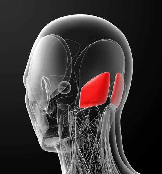 Medical  illustration of the Occipitalis — Stock Photo, Image