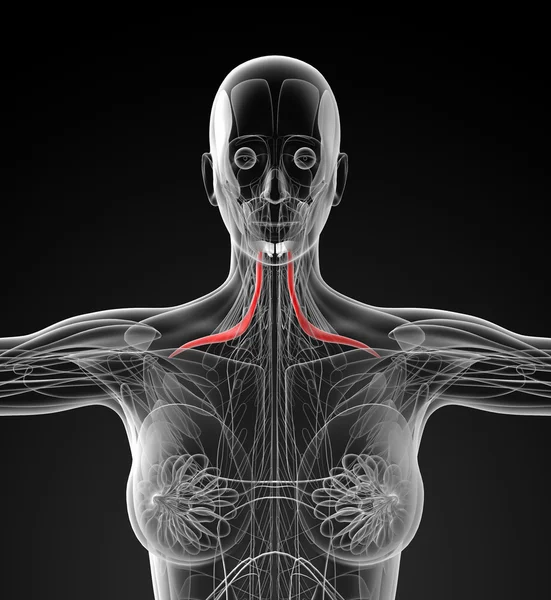 Медицинская иллюстрация омоподъязычной кости — стоковое фото