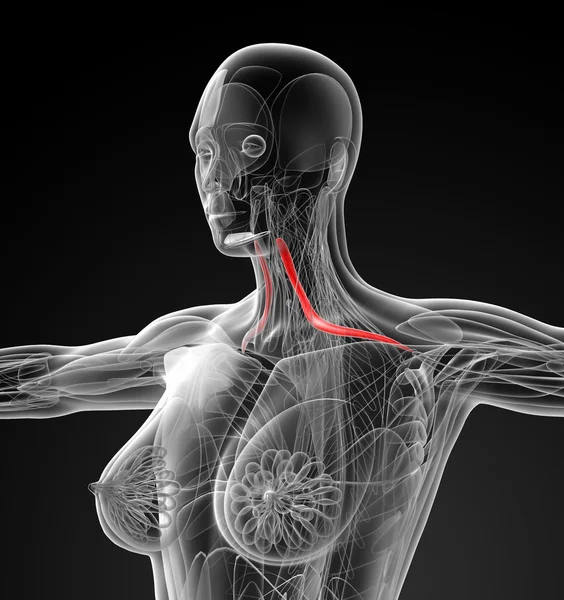 肩甲舌骨の医療イラスト — ストック写真