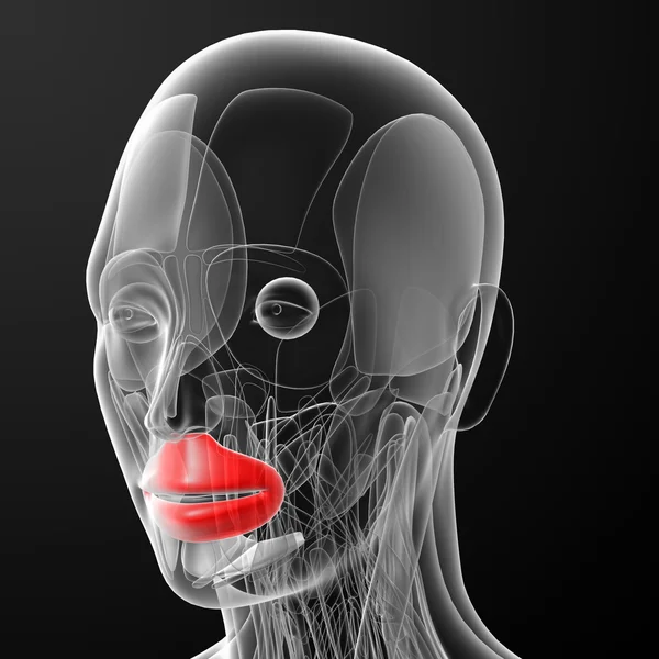 Orbicularis oris tıbbi çizimi — Stok fotoğraf