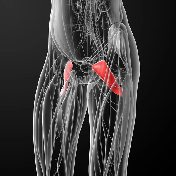 Medical  illustration of the pectineus — Stock Photo, Image