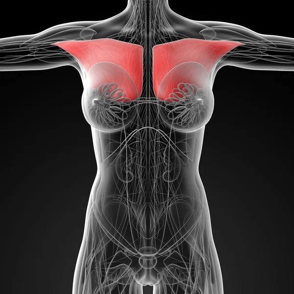 Медицинская иллюстрация грудной мышцы — стоковое фото
