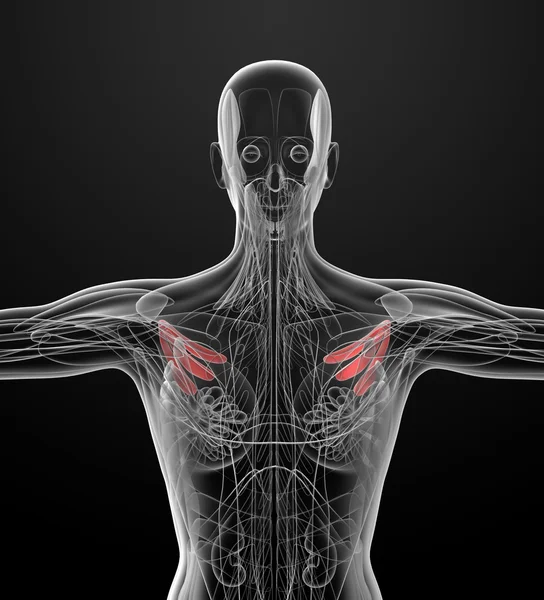 Medical  illustration of the pectoralis minor — Stock Photo, Image