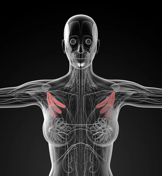胸筋の医療イラスト — ストック写真
