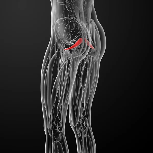 Medicínské ilustrace piriformis — Stock fotografie