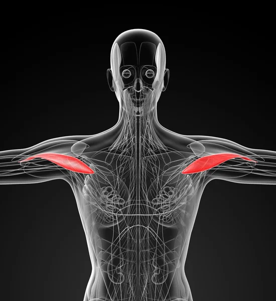 Ilustração médica do Deltoid — Fotografia de Stock