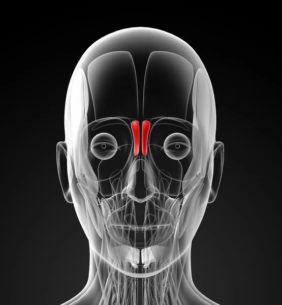 Medizinische Illustration des Procerus — Stockfoto