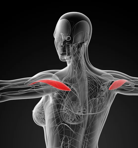 Medicinsk illustration av deltamuskeln — Stockfoto