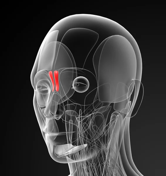 Illustration médicale du procerus — Photo