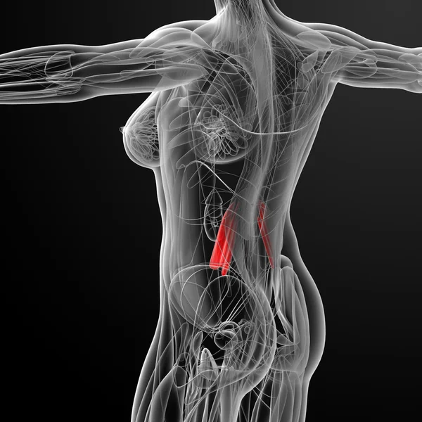 Ilustración médica del quadratus lumborum —  Fotos de Stock