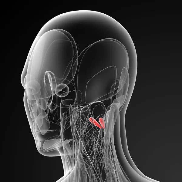 Ilustración médica de la capitis rectal posterior menor —  Fotos de Stock