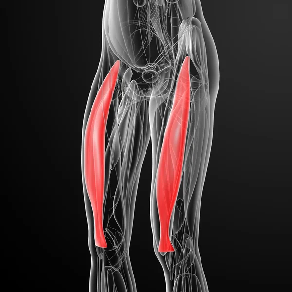 Ilustração médica do reto femoral — Fotografia de Stock