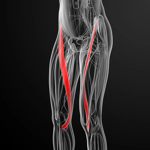 Medizinische Illustration des Sartorius — Stockfoto