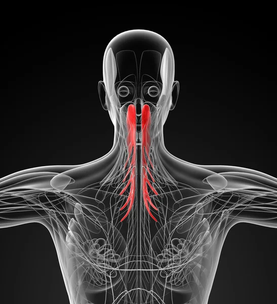 Medicínské ilustrace semispinalis capitis — Stock fotografie