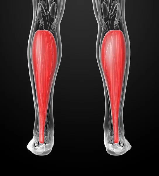 Medische illustratie van de soleus — Stockfoto