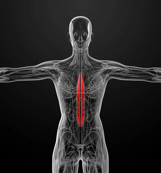 棘背筋の医療イラスト — ストック写真