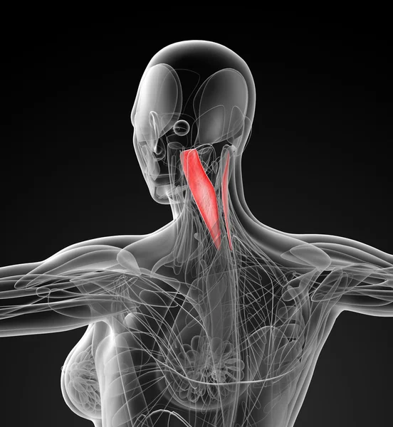 Ilustración médica de la capitis del splenius —  Fotos de Stock