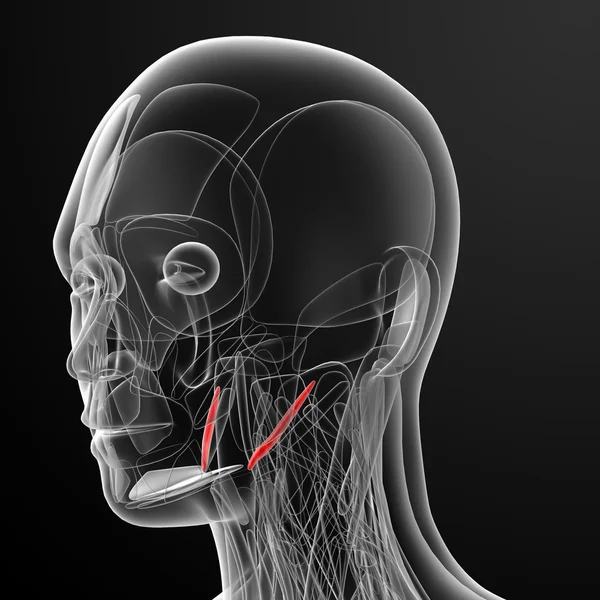 Medische illustratie van de stylohyoid — Stockfoto