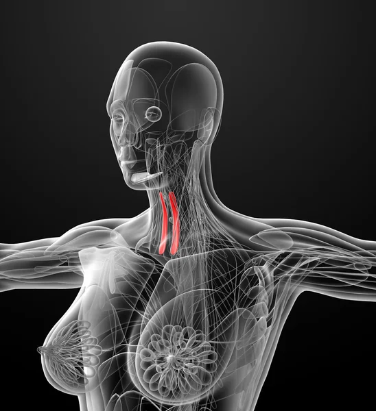 Sternothyroid 的医学插图 — 图库照片